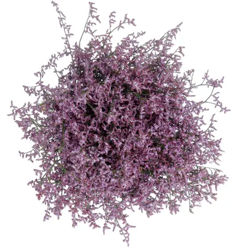 Limonium lila Safora Lilac 50 Gramm 70cm