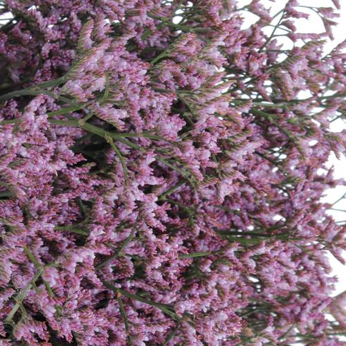 Limonium lila Safora Lilac 50 Gramm 70cm