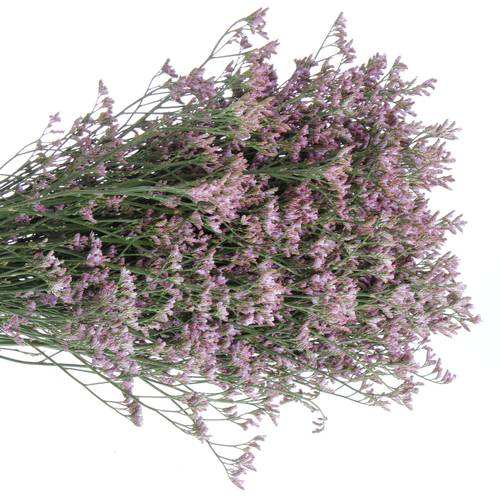 Limonium lila Safora Lilac 50 Gramm 70cm