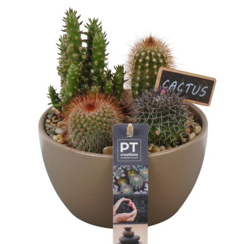 Kaktus.Arr PTCT3847 T15 H022