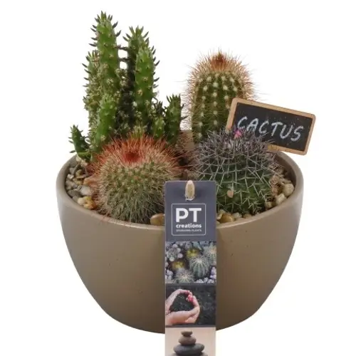 Kaktus.Arr PTCT3847 T15 H022