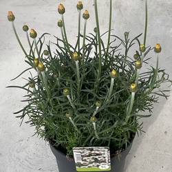 Rhodanthemum gelb Zagora T17 H038