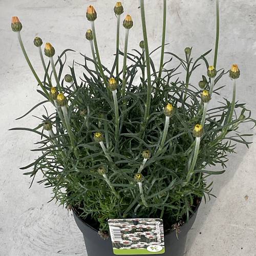 Rhodanthemum gelb Zagora T17 H038