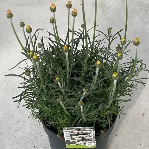 Rhodanthemum gelb Zagora T17 H038