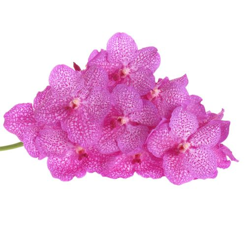 Vanda rosa Rosy 16 Blüten 3 Stiele