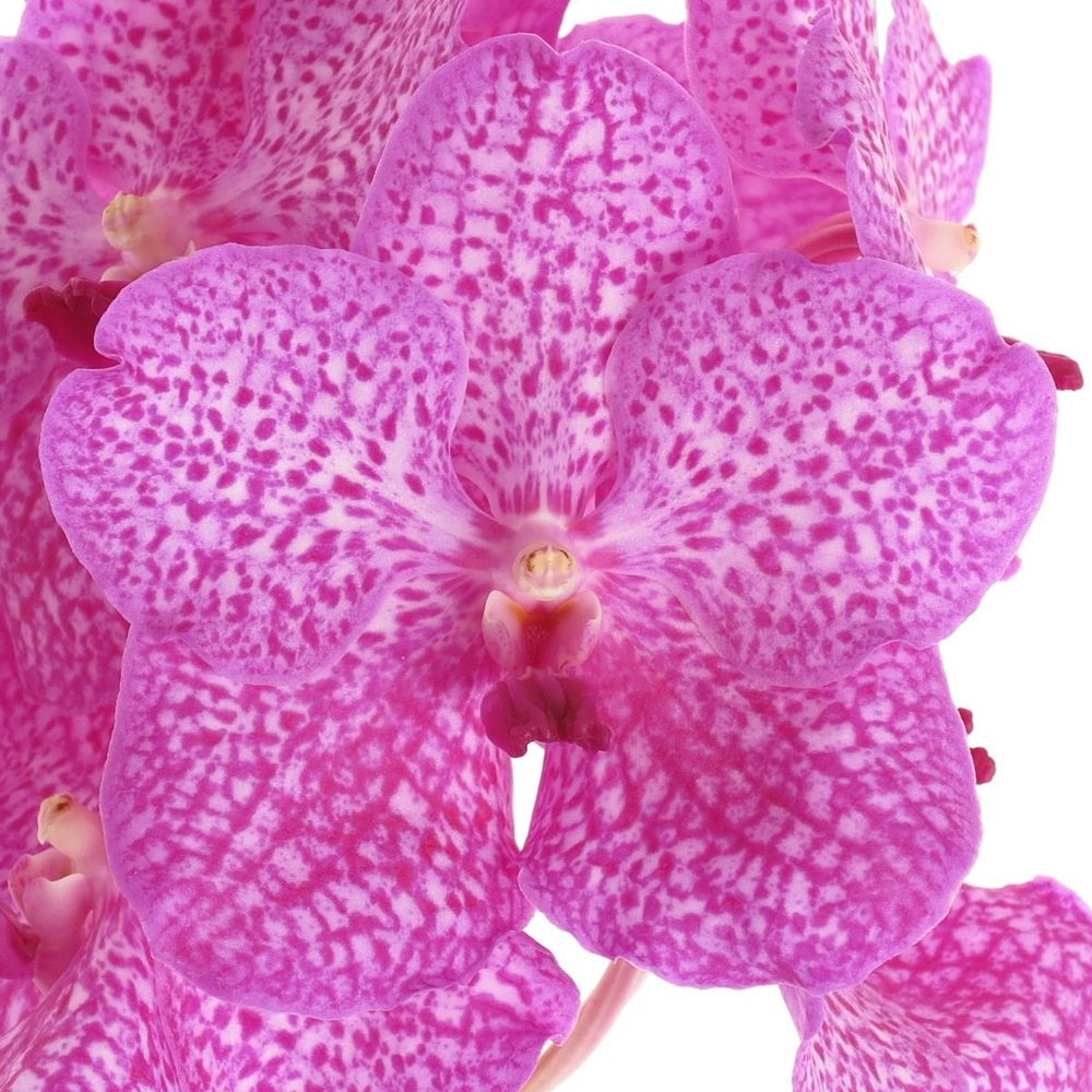 Vanda rosa Rosy 16 Blüten 3 Stiele