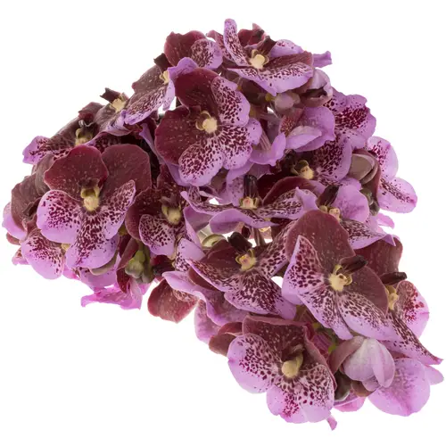 Vanda rosa/lila Mahogany 2-3 Stiele 16Blüte