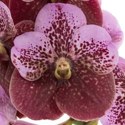 Vanda rosa/lila Mahogany 2-3 Stiele 16Blüte