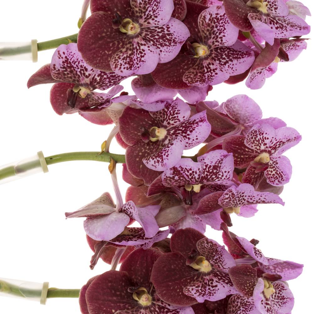 Vanda rosa/lila Mahogany 2-3 Stiele 16Blüte