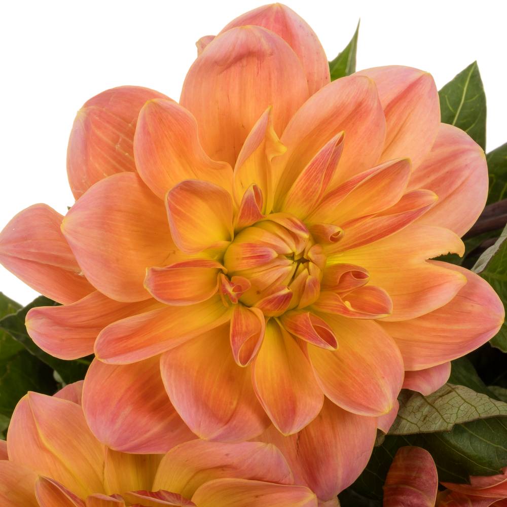 Dahlia aprico Mister frans 55cm