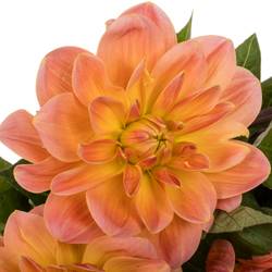 Dahlia aprico Mister frans 55cm