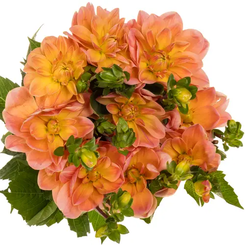 Dahlia aprico Mister frans 55cm