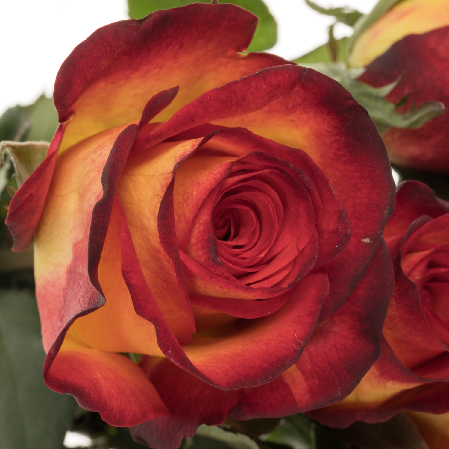 Rose gelb/rot Magma 70cm