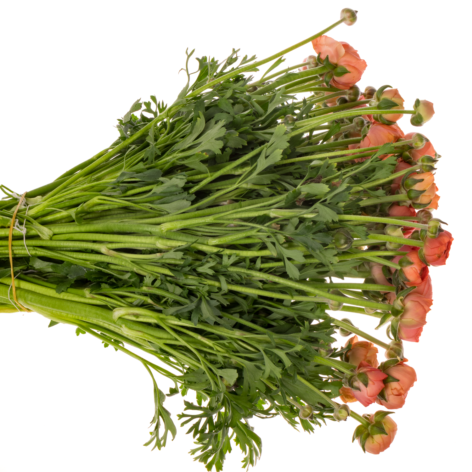 Ranunkel salmon Aazur Salmon 45cm x 40