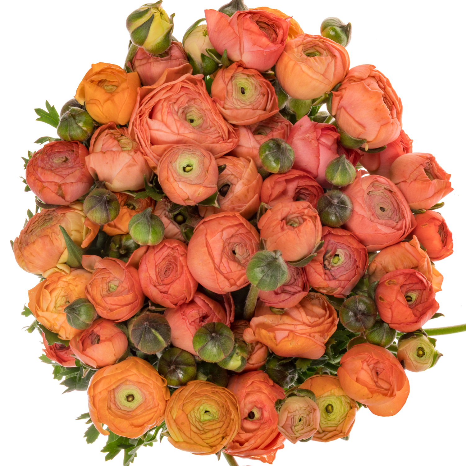 Ranunkel salmon Aazur Salmon 45cm x 40