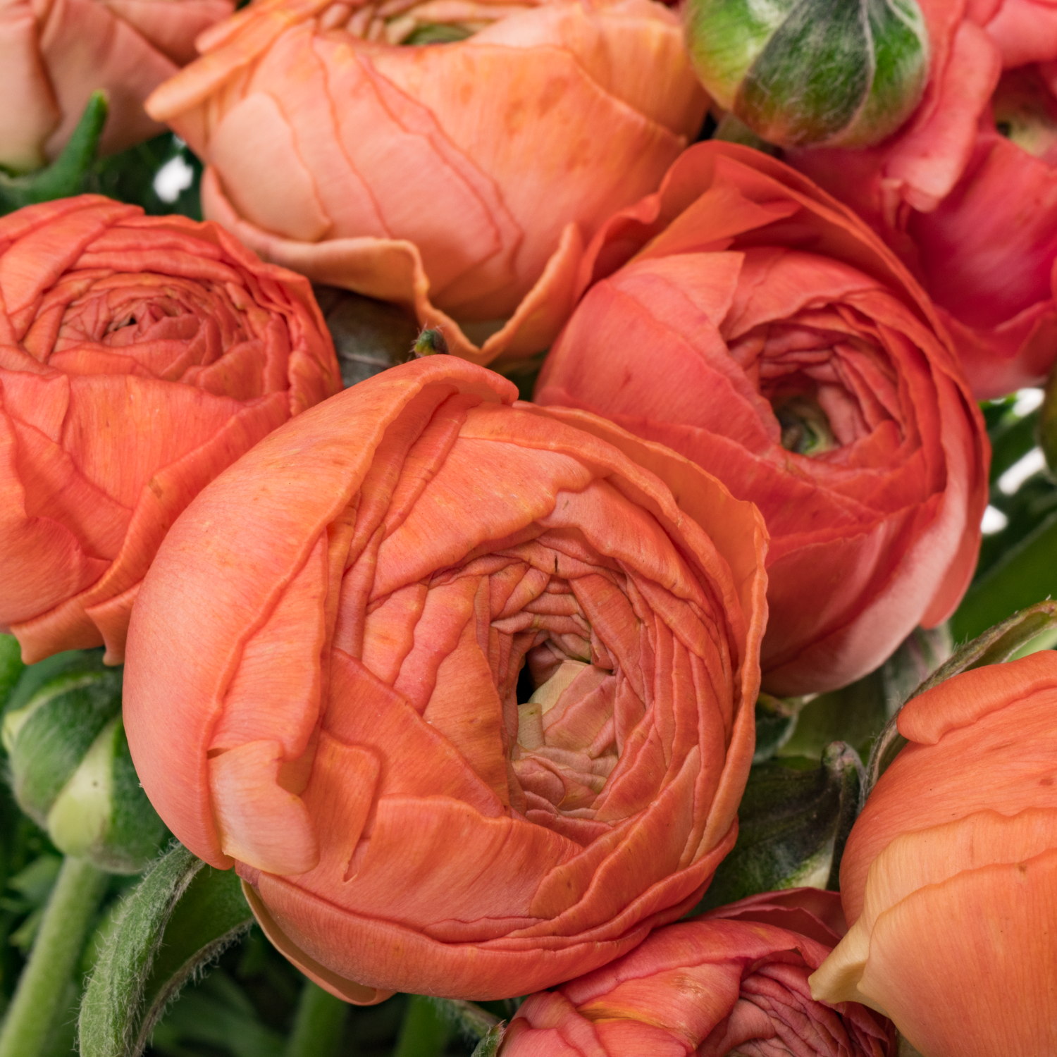 Ranunkel salmon Aazur Salmon 45cm x 40