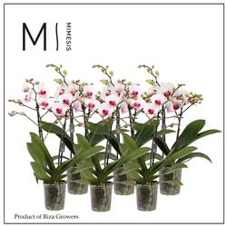 Phal.2-R weiss/rot Red Lip Mimesis T12 H050