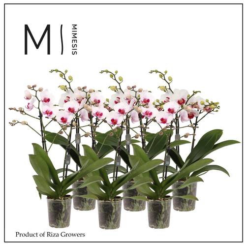 Phal.2-R weiss/rot Red Lip Mimesis T12 H050