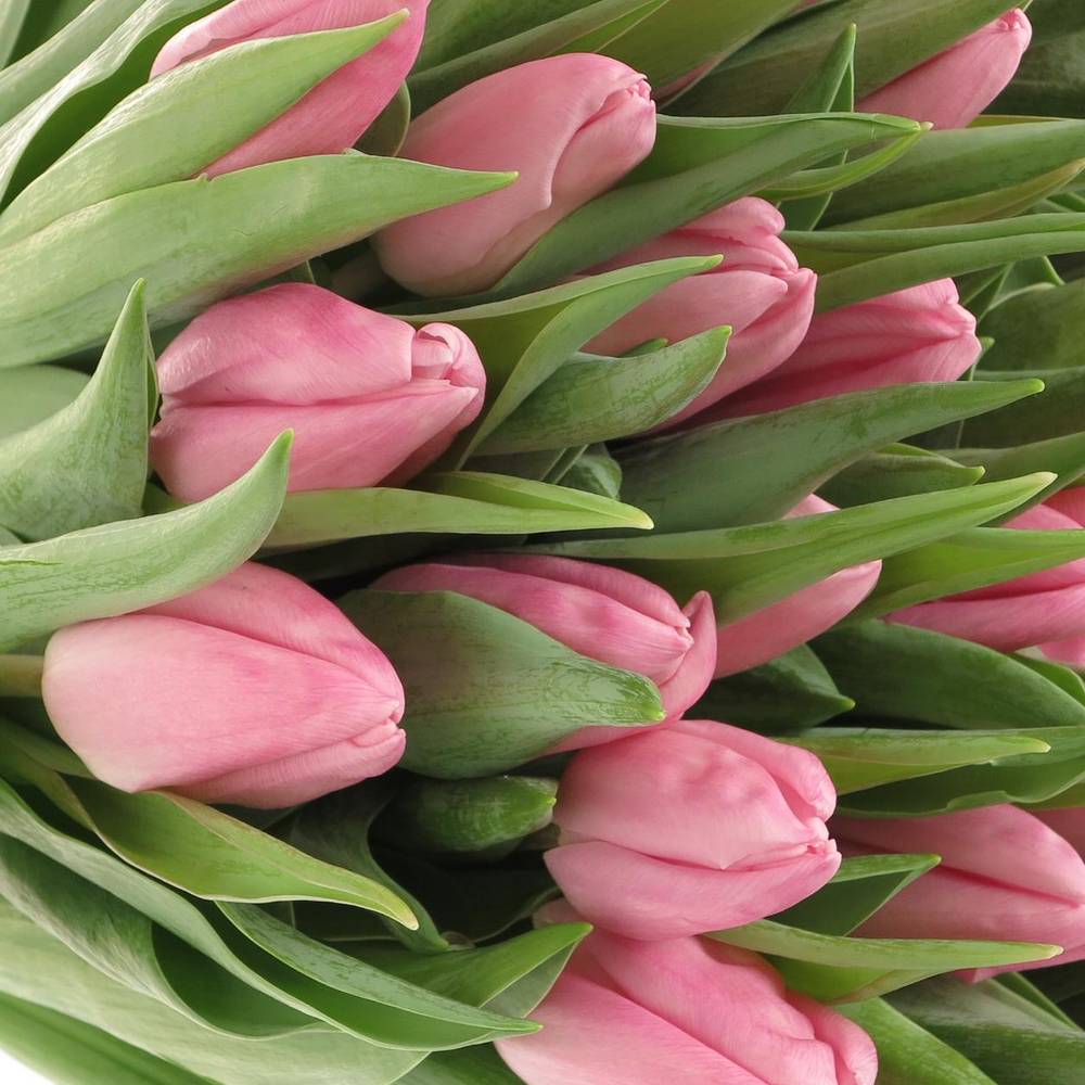Tulpe rosa Aafke 32 Gramm