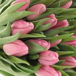 Tulpe rosa Aafke 32 Gramm