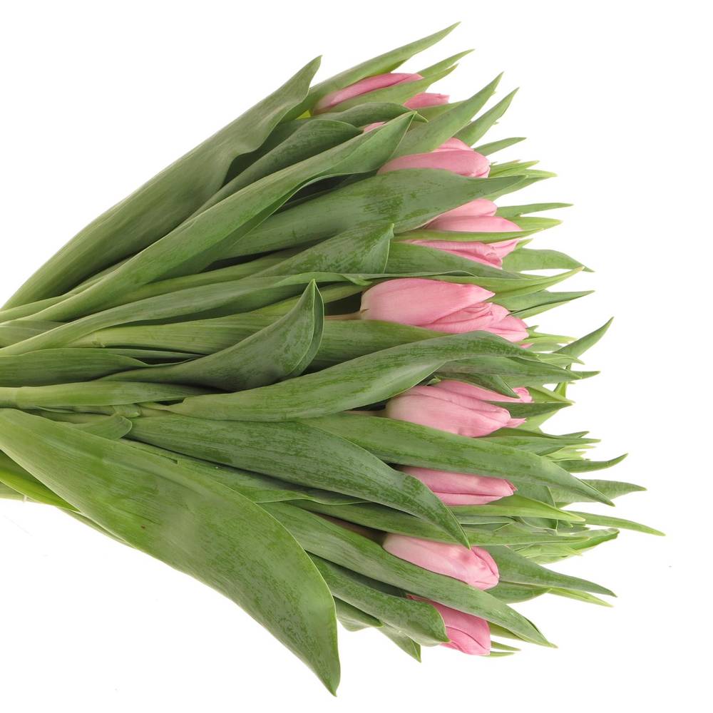 Tulpe rosa Aafke 32 Gramm