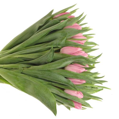 Tulpe rosa Aafke 32 Gramm