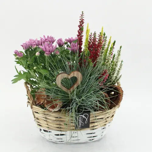 Garten.Arr-2506 Allerheiligen T27 H035