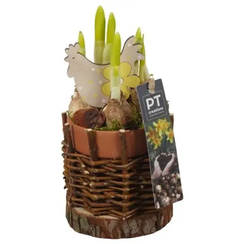 Narzis.Arr PTNP4543 Ostern T11 H017