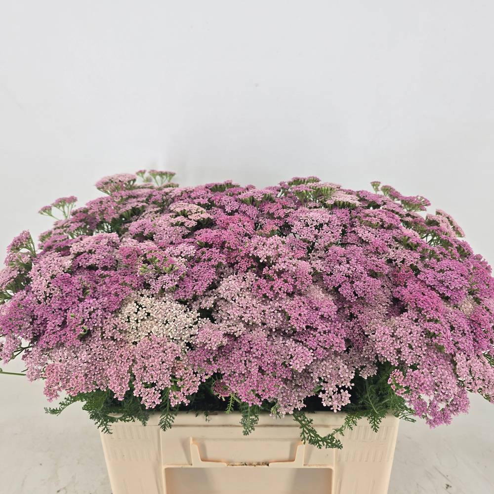 Achillea lila Anita Dark 55cm