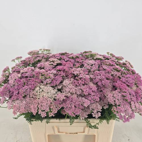 Achillea lila Anita Dark 55cm