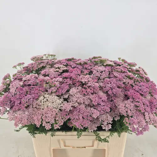Achillea lila Anita Dark 55cm