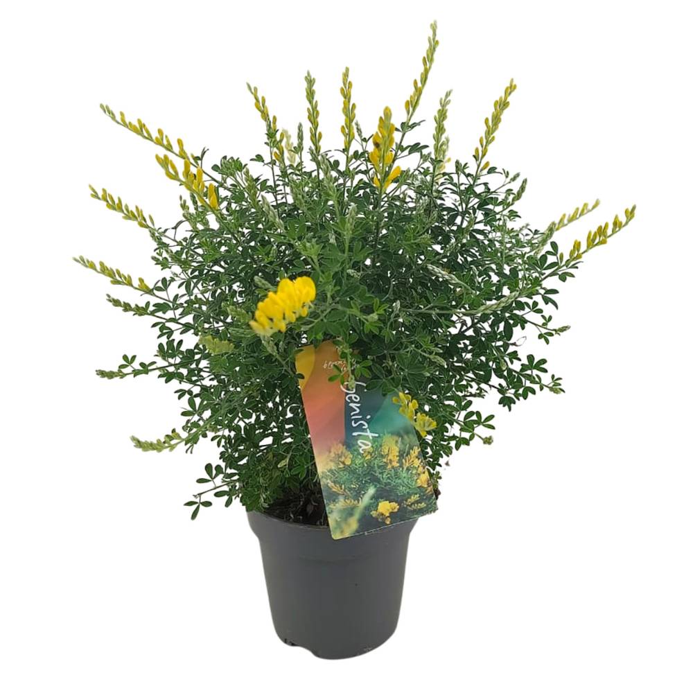 Cytisus gelb Strauch T12 H030