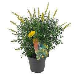 Cytisus gelb Strauch T12 H030