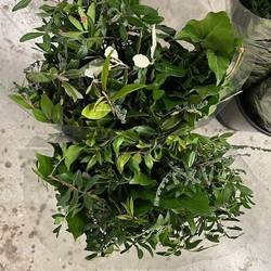 Grün mix Buschwaren 250 Gramm 50cm