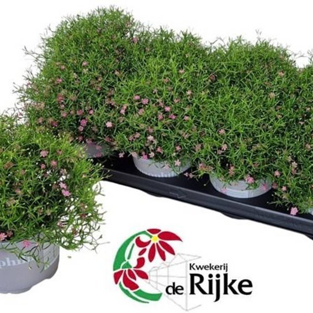 Gypsophila rosa T12 H25