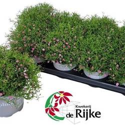 Gypsophila rosa T12 H25