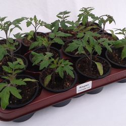 Lyco. Escul. rot T09 H15