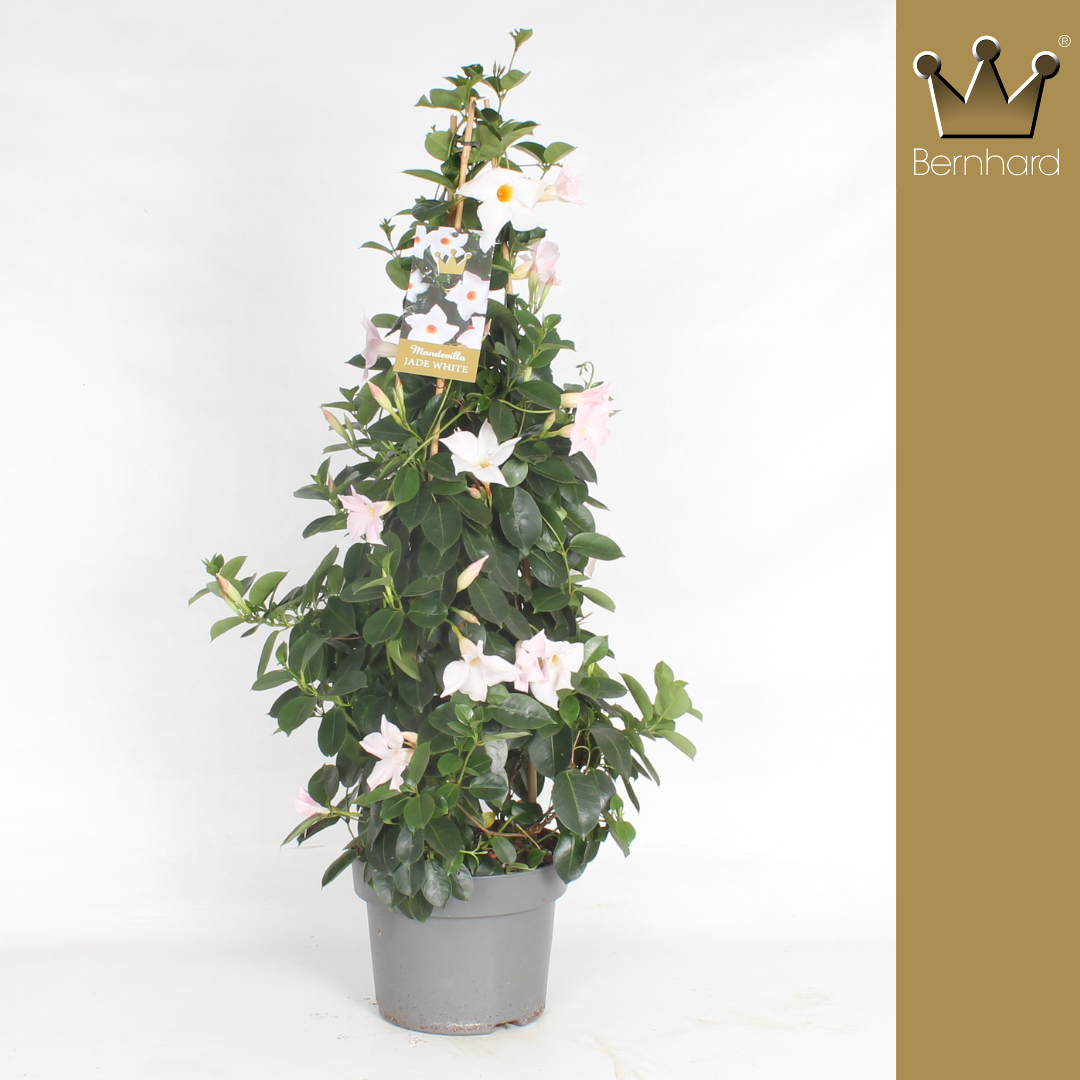 Mandeville weiss Pyramide T23 H090