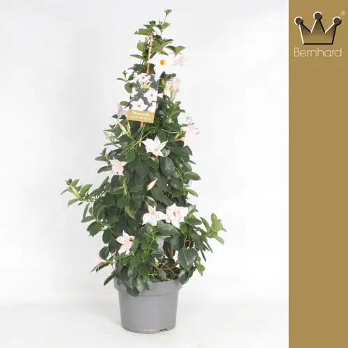 Mandeville weiss Pyramide T23 H090