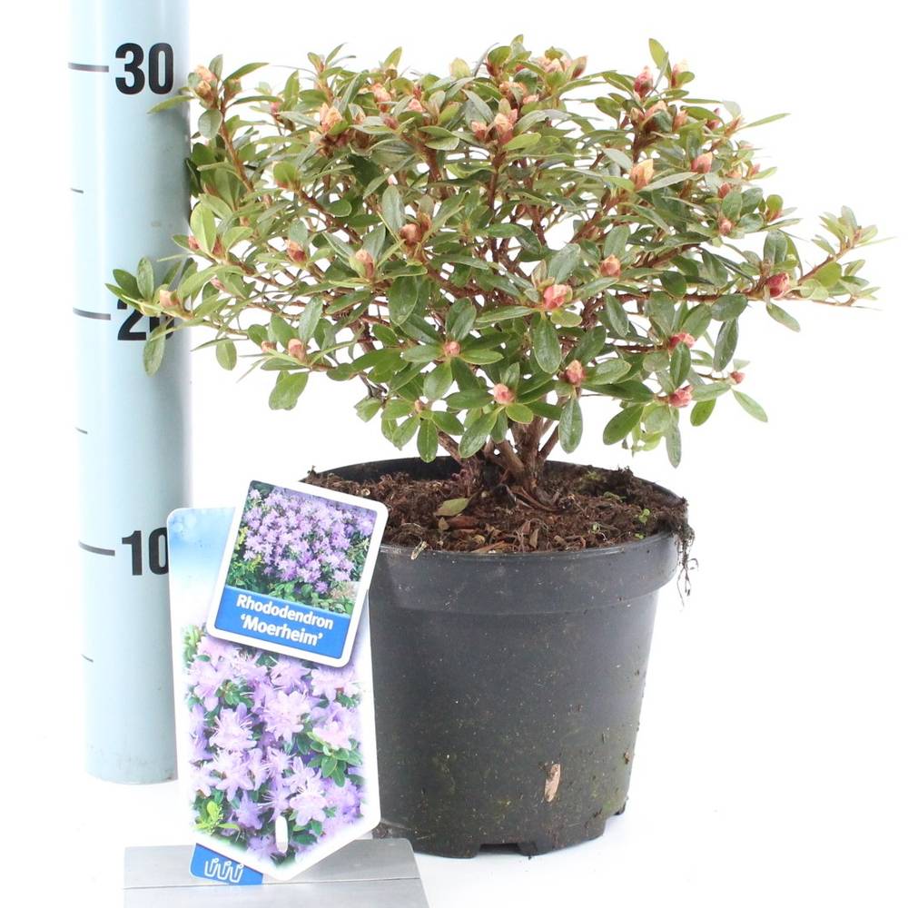 Rhododendron Moerheim T17 H20