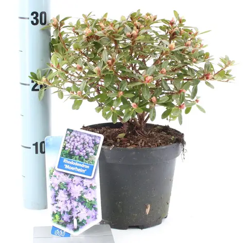 Rhododendron Moerheim T17 H20