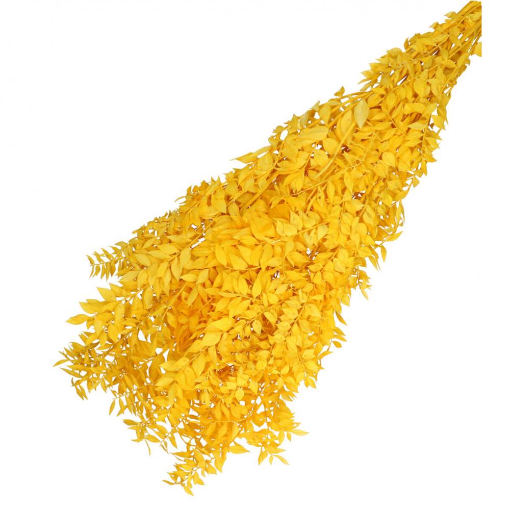 Trocken Ruscus gelb L65cm 110gr
