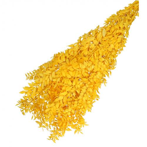 Trocken Ruscus gelb L65cm 110gr