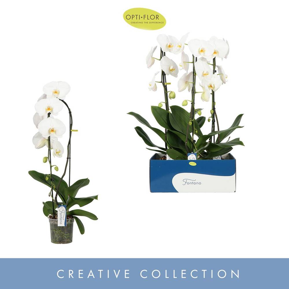 Phal.1-R weiss Fontano Wealth T15 H085