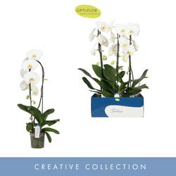 Phal.1-R weiss Fontano Wealth T15 H085