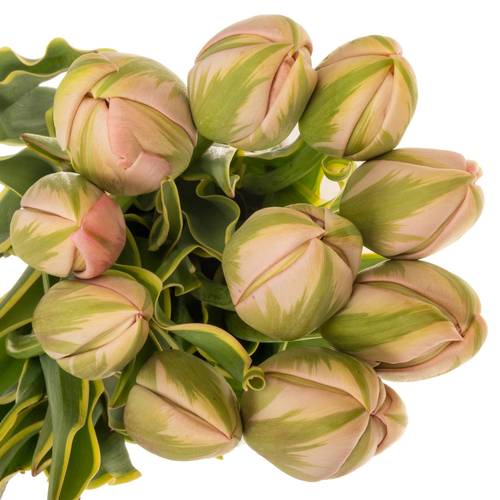 Franz.rosa Swarovski 48 Gramm 60cm