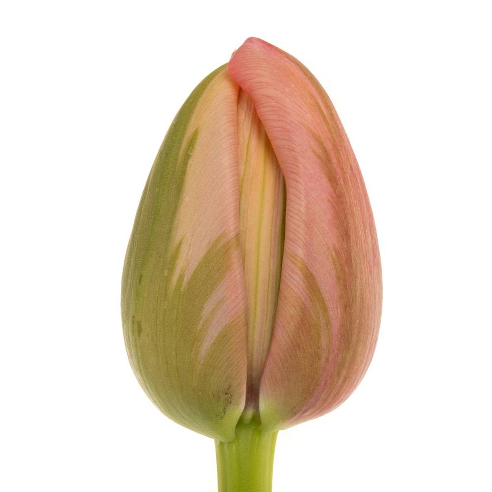 Franz.rosa Swarovski 48 Gramm 60cm