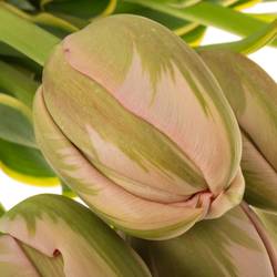 Franz.rosa Swarovski 48 Gramm 60cm