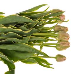 Franz.rosa Swarovski 48 Gramm 60cm