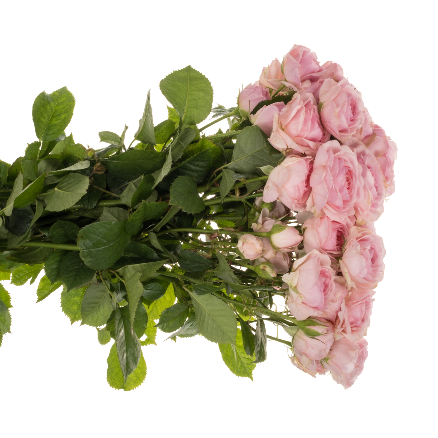 Rose verzweigt hell rosa/rosa Yvette (NL) 5+Blüte 50cm